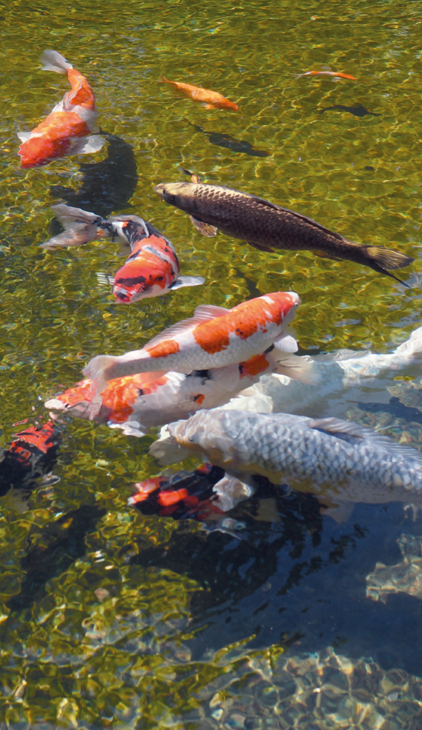 Veden pH:n säätelyaine Aqua pH- 500 ml