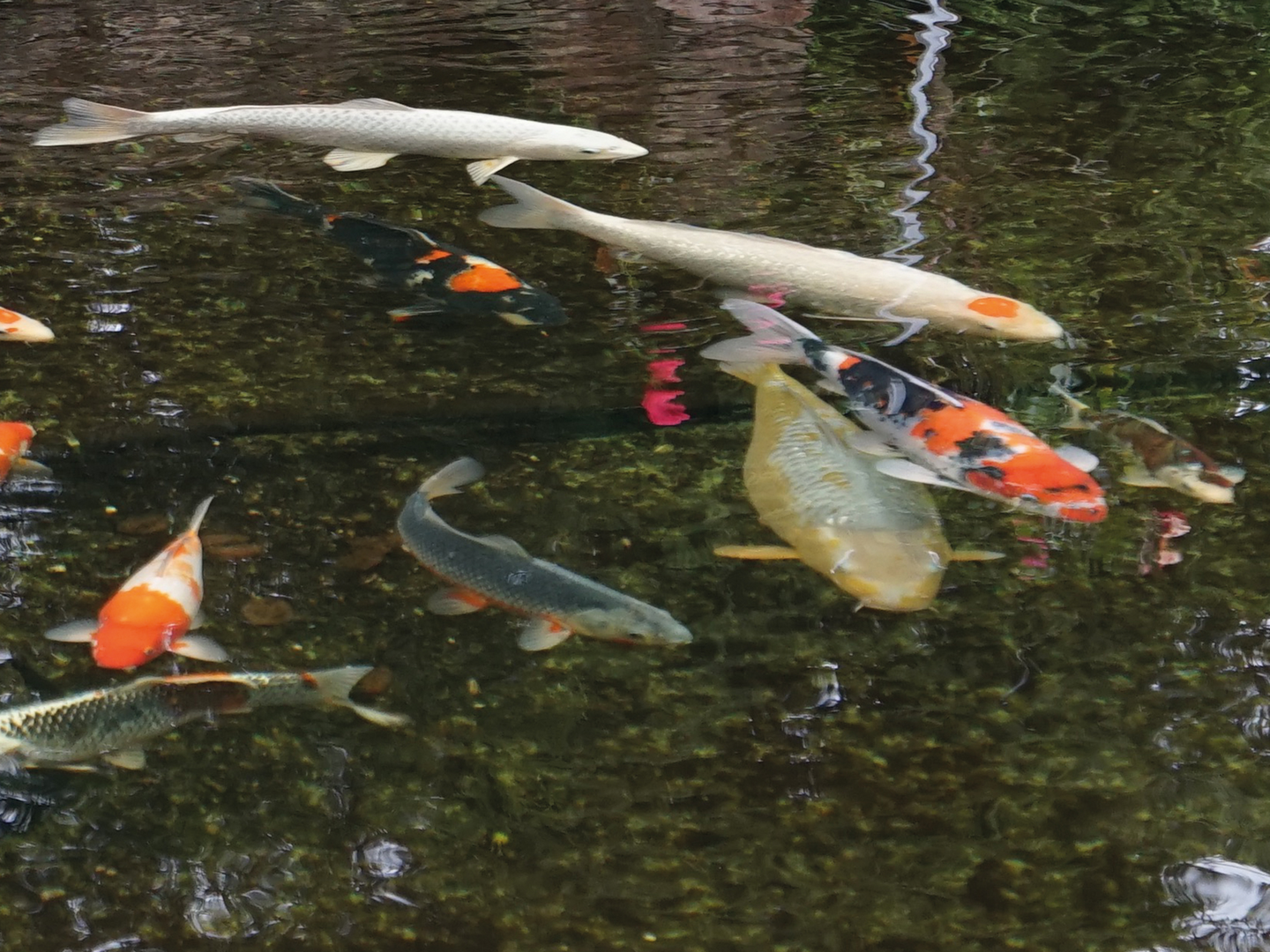 Fosfaatinpoistaja Aqua Phos Adsorber 500 g