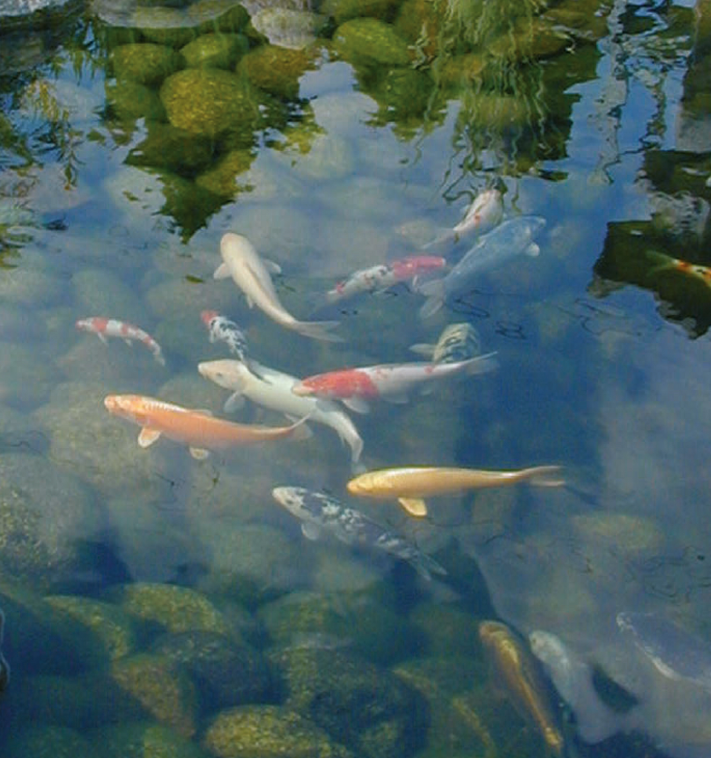 Lampiveden testiliuska Aqua MultiTest