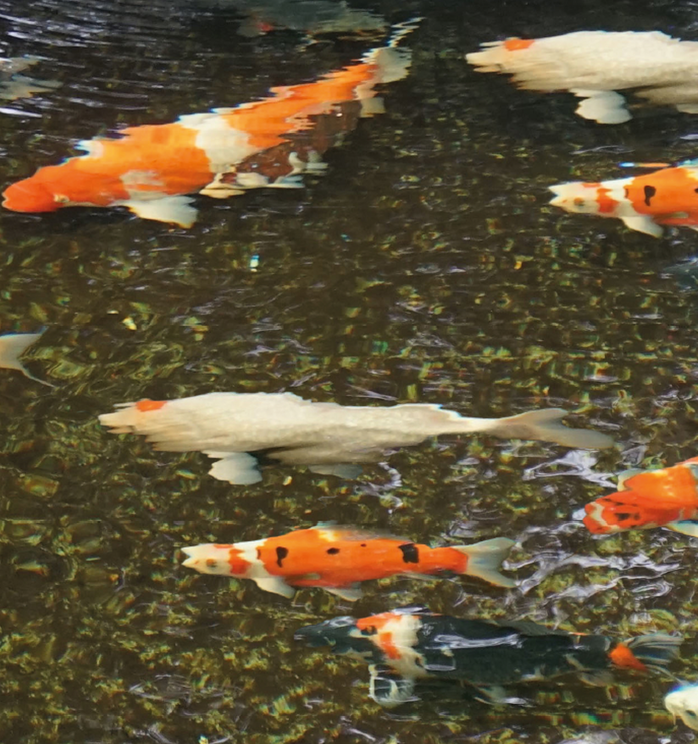 Karbonaatiokovuuden säätelyyn Aqua KH+ 500 g