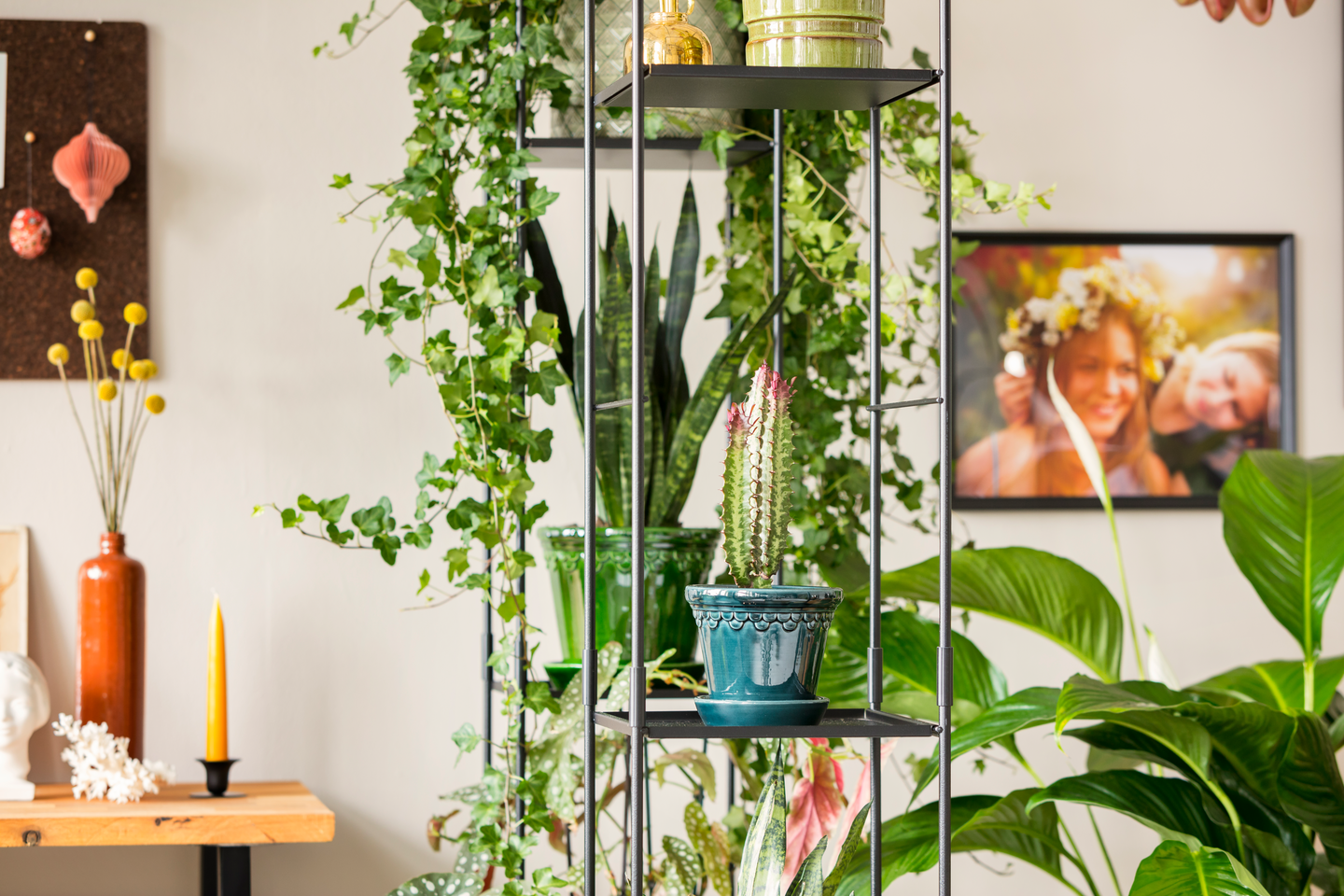 Kaktus- ja mehikasvimulta Kekkilä 6l