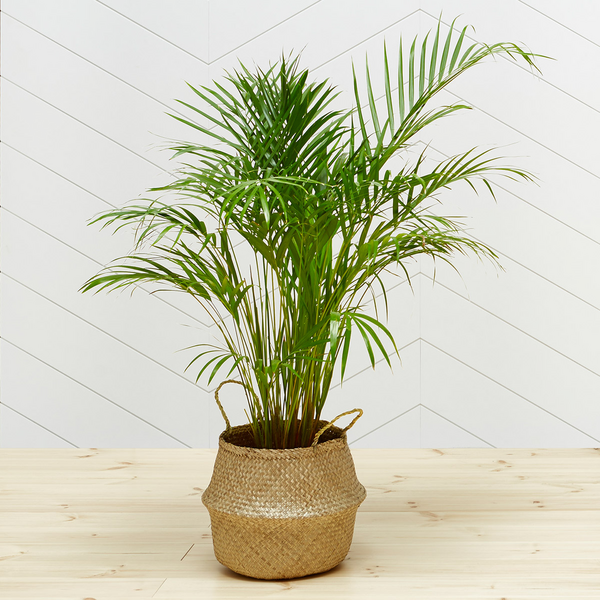 Lattialauta 28x95x2350 mänty puuvalmis päätypontattu