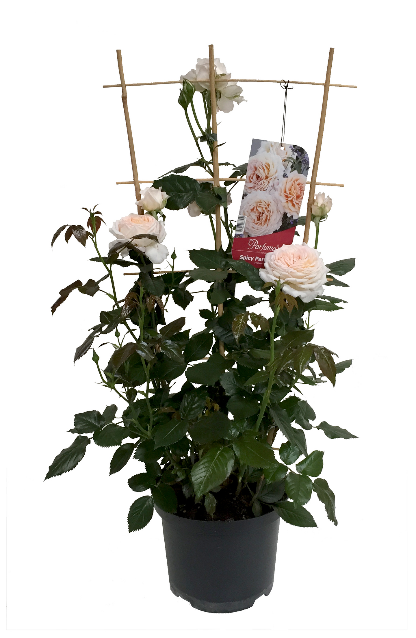 Ruusu säleikössä 23cm ruukku