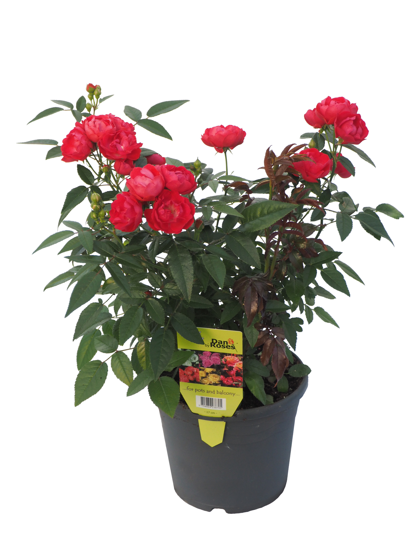 Ruukkuruusu morsdag 17cm ruukku