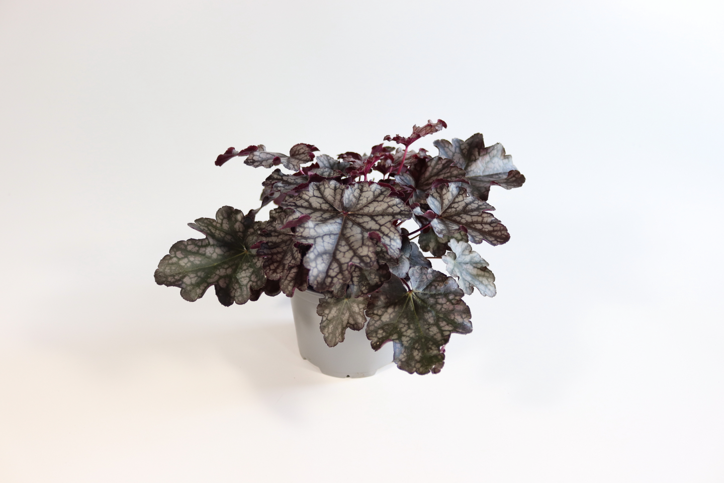 Keijunkukka Heuchera 11cm ruukku