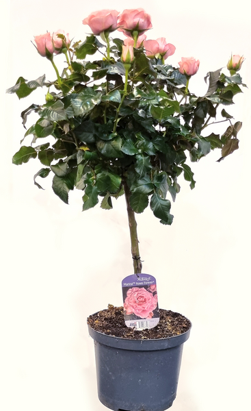 Ruusu rungollinen 23cm ruukku