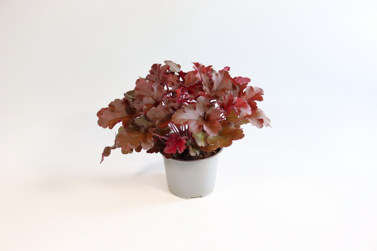 Keijunkukka Heuchera 11cm ruukku