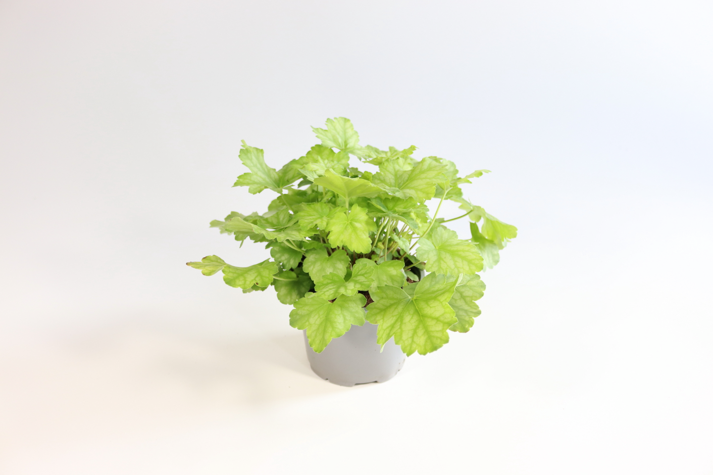 Keijunkukka Heuchera 11cm ruukku