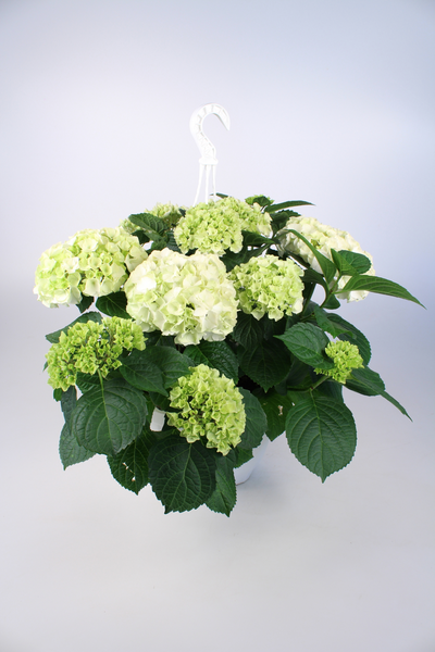 Hortensia-amppeli 23cm mix