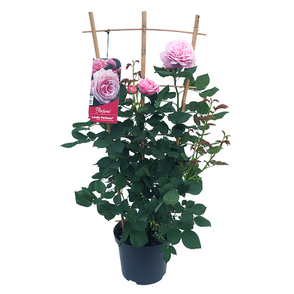 Ruusu säleikössä 23cm ruukku