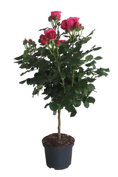 Ruusu rungollinen 23cm ruukku