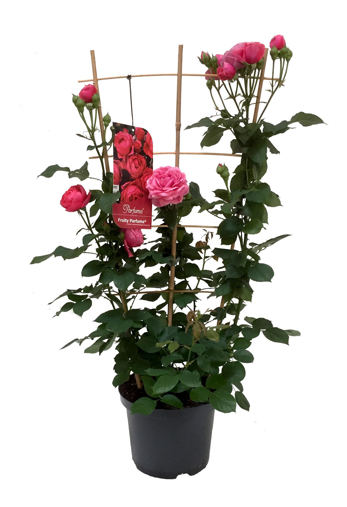 Ruusu säleikössä 23cm ruukku