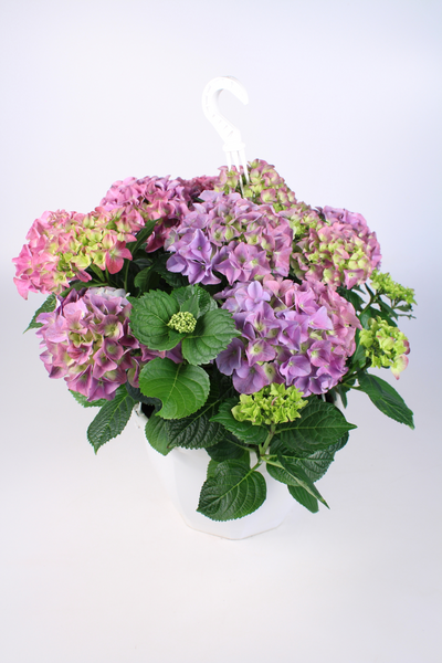 Hortensia-amppeli 23cm mix