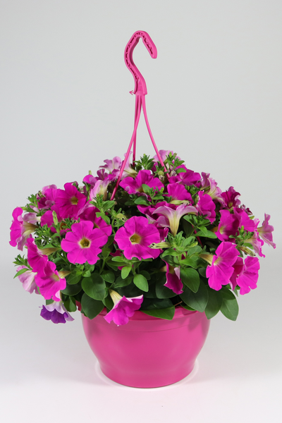 Pink mix amppeli 23cm
