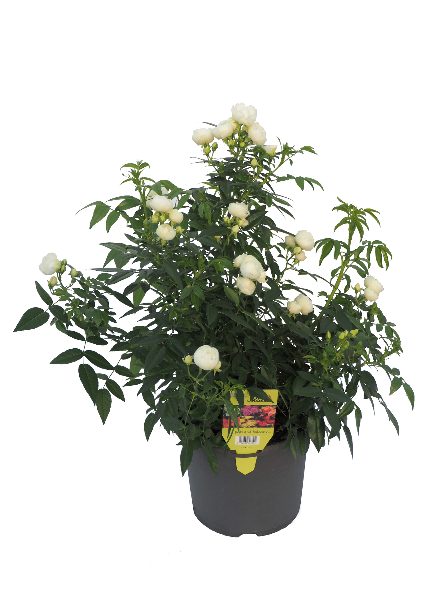 Ruukkuruusu morsdag 17cm ruukku