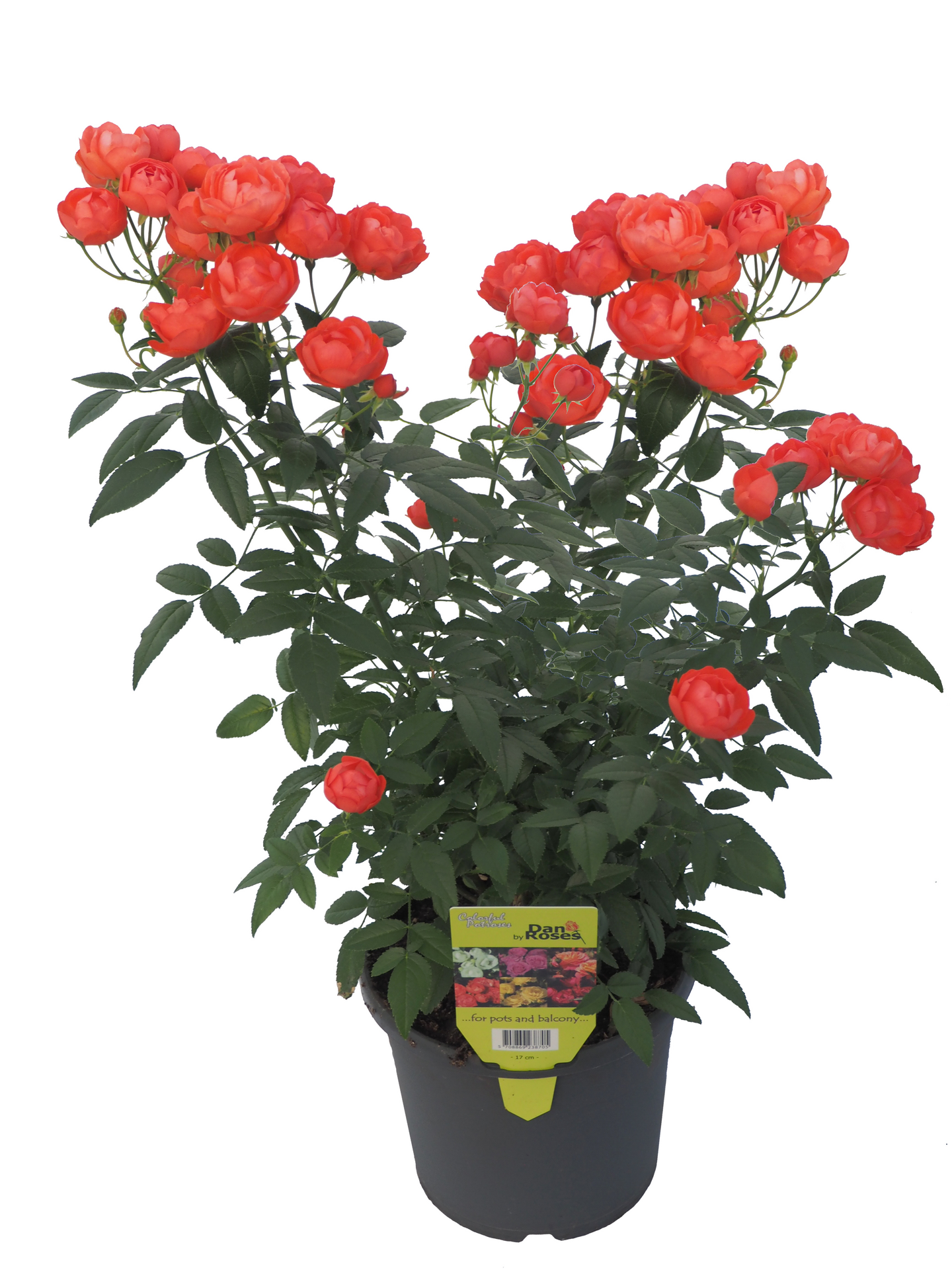 Ruukkuruusu morsdag 17cm ruukku