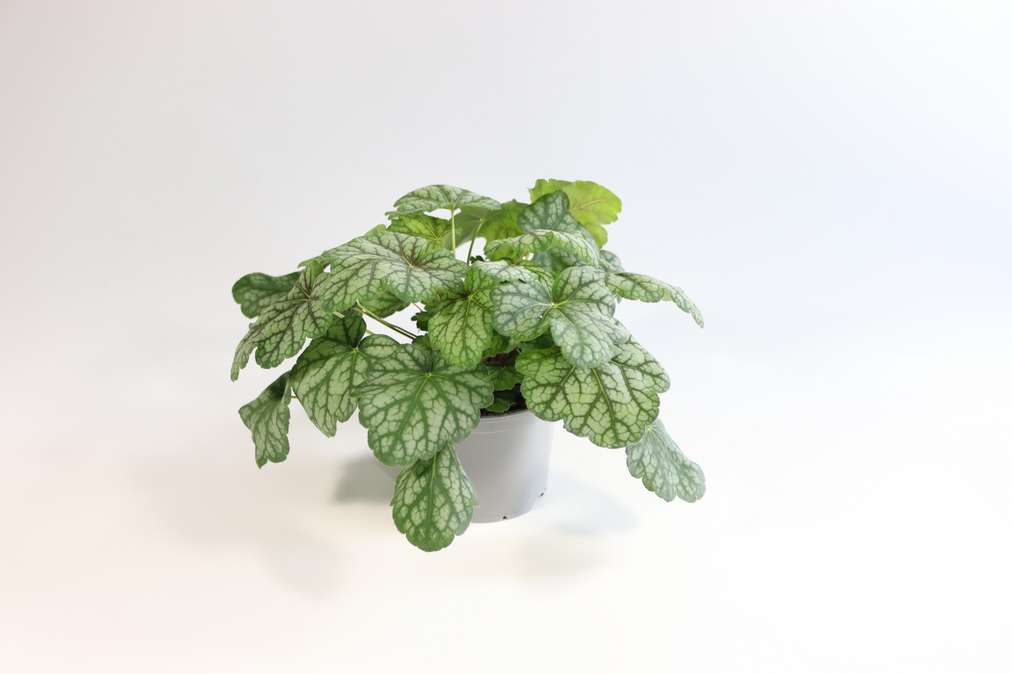 Keijunkukka Heuchera 11cm ruukku