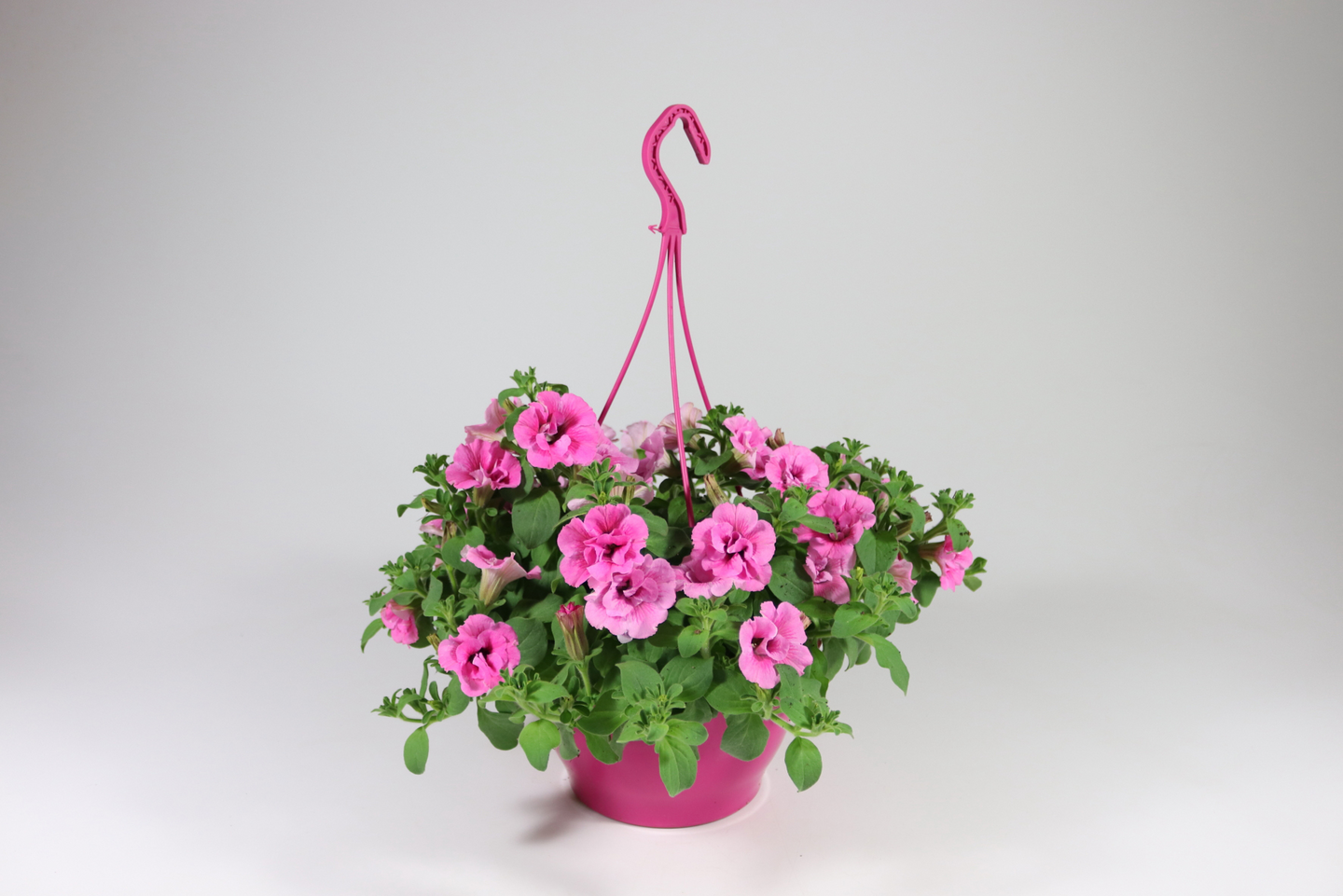 Pink mix amppeli 23cm