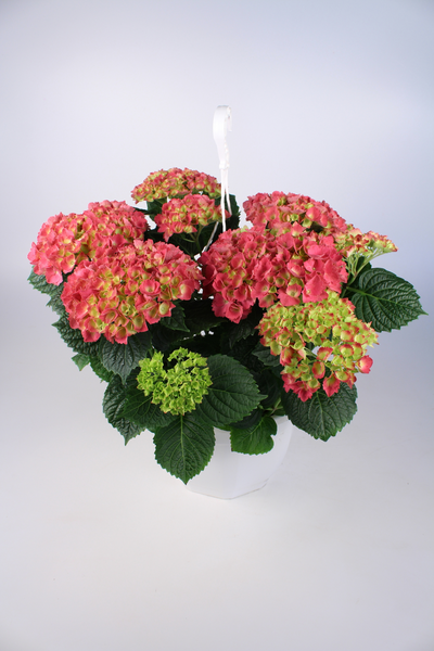 Hortensia-amppeli 23cm mix