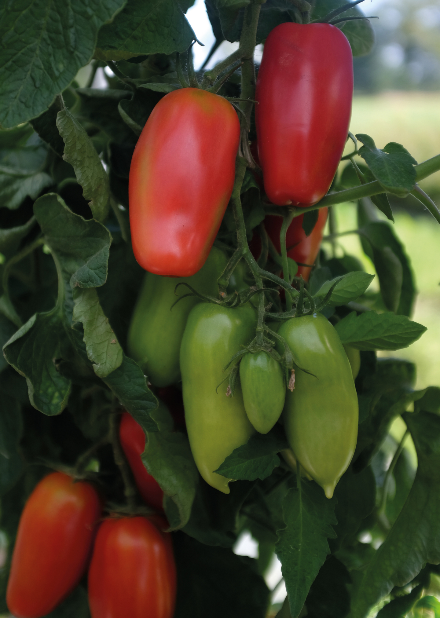 Tomaatti siemen Nelson Garden Agro F1