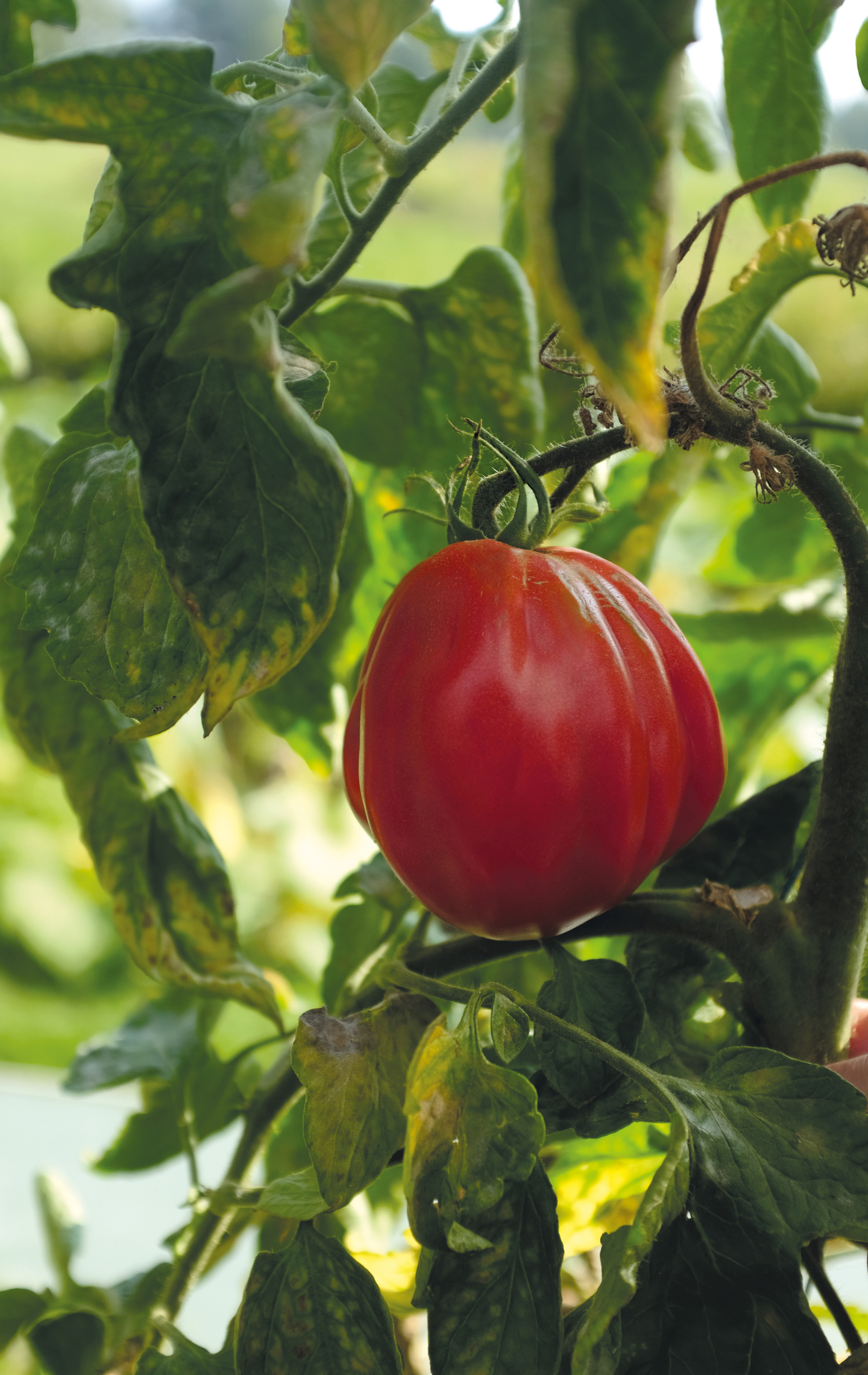 Tomaatti siemen Nelson Garden Liguria