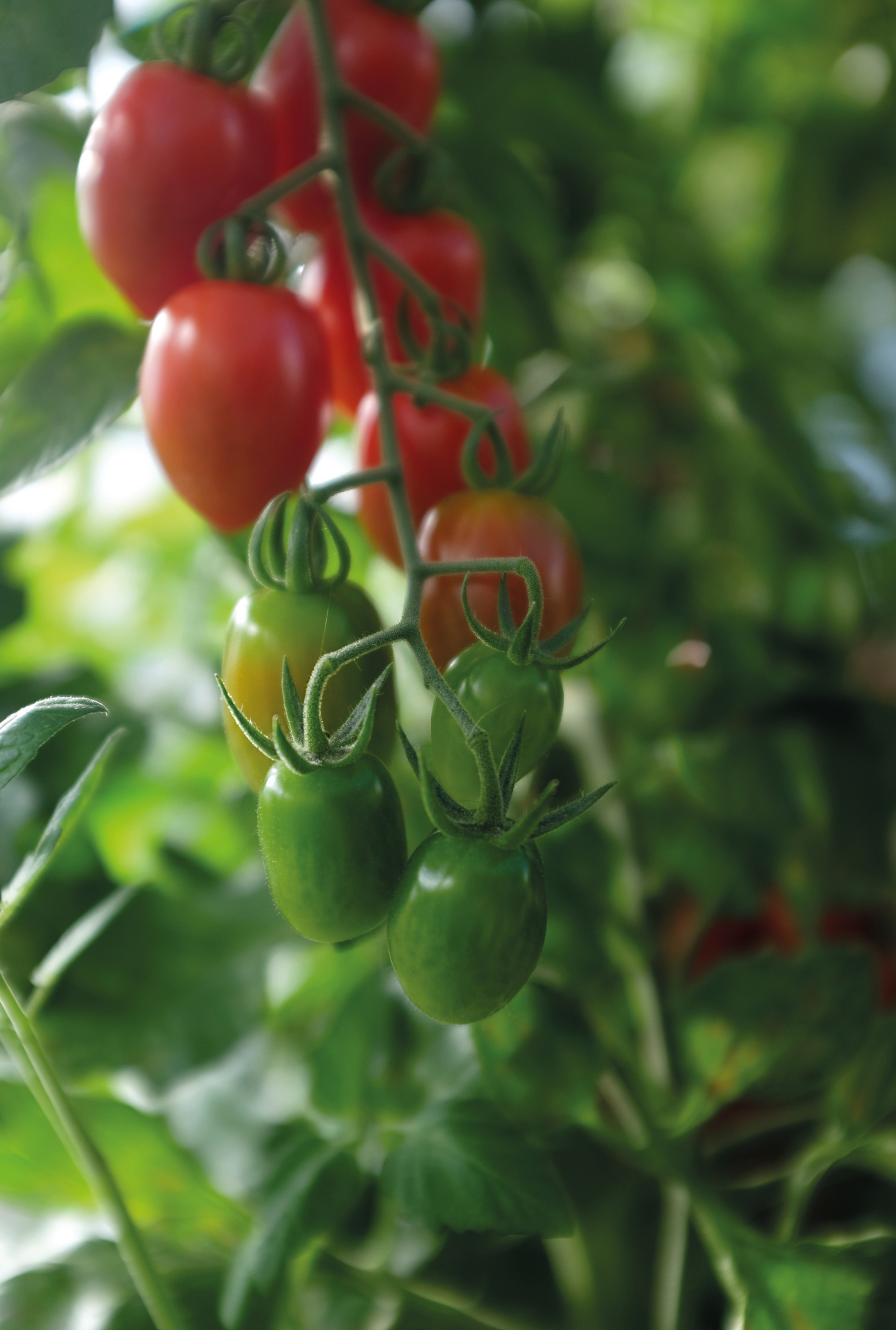 Tomaatti siemen Nelson Garden Monterrey F1 luomu