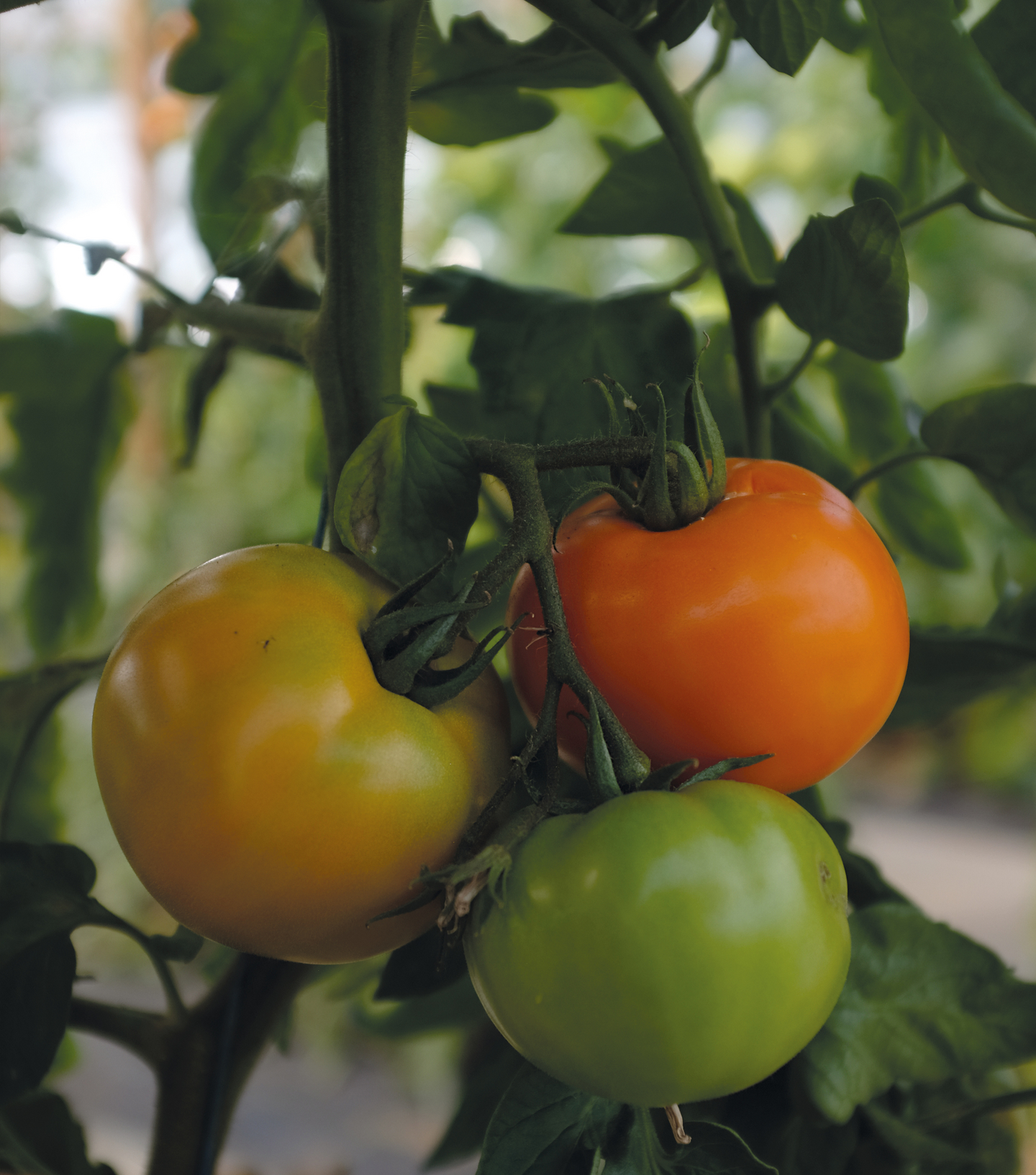 Tomaatti siemen Nelson Garden Orange wellington F1