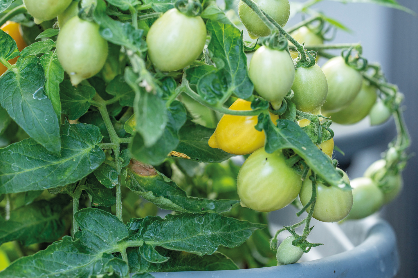 Pensastomaatti siemen Nelson Garden Funnyplums yellow