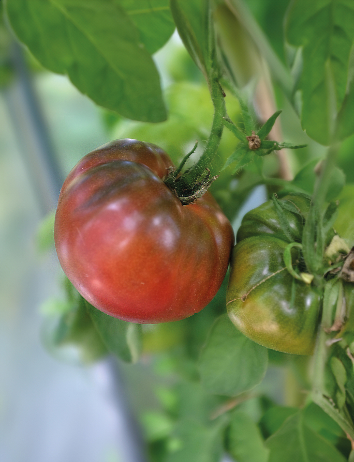 Tomaatti siemen Nelson Garden Noire de crimee