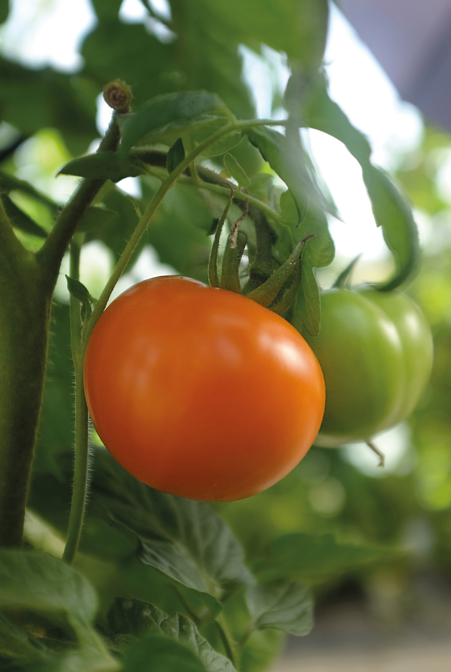 Tomaatti siemen Nelson Garden Orange wellington F1