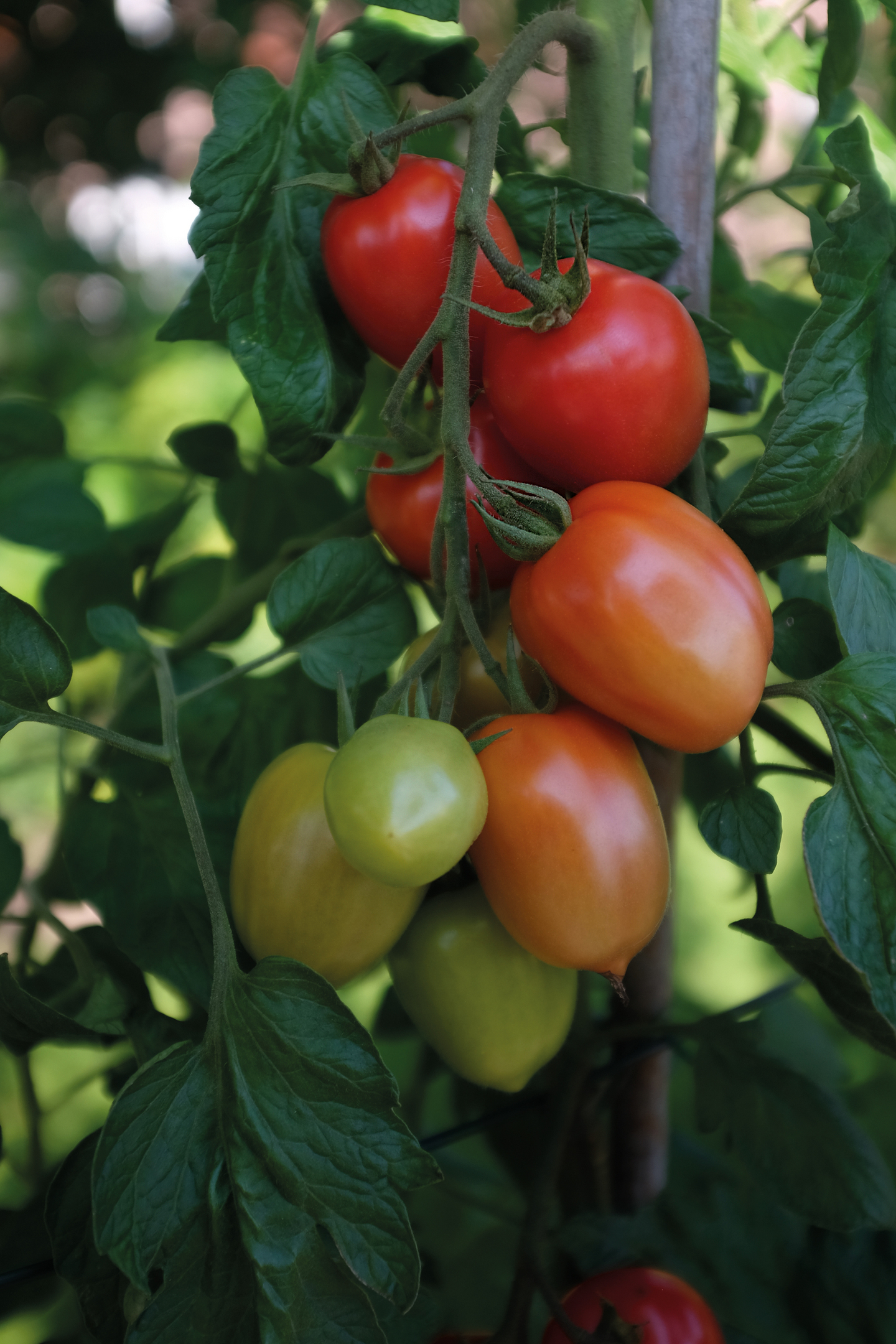 Tomaatti siemen Nelson Garden Nagina F1