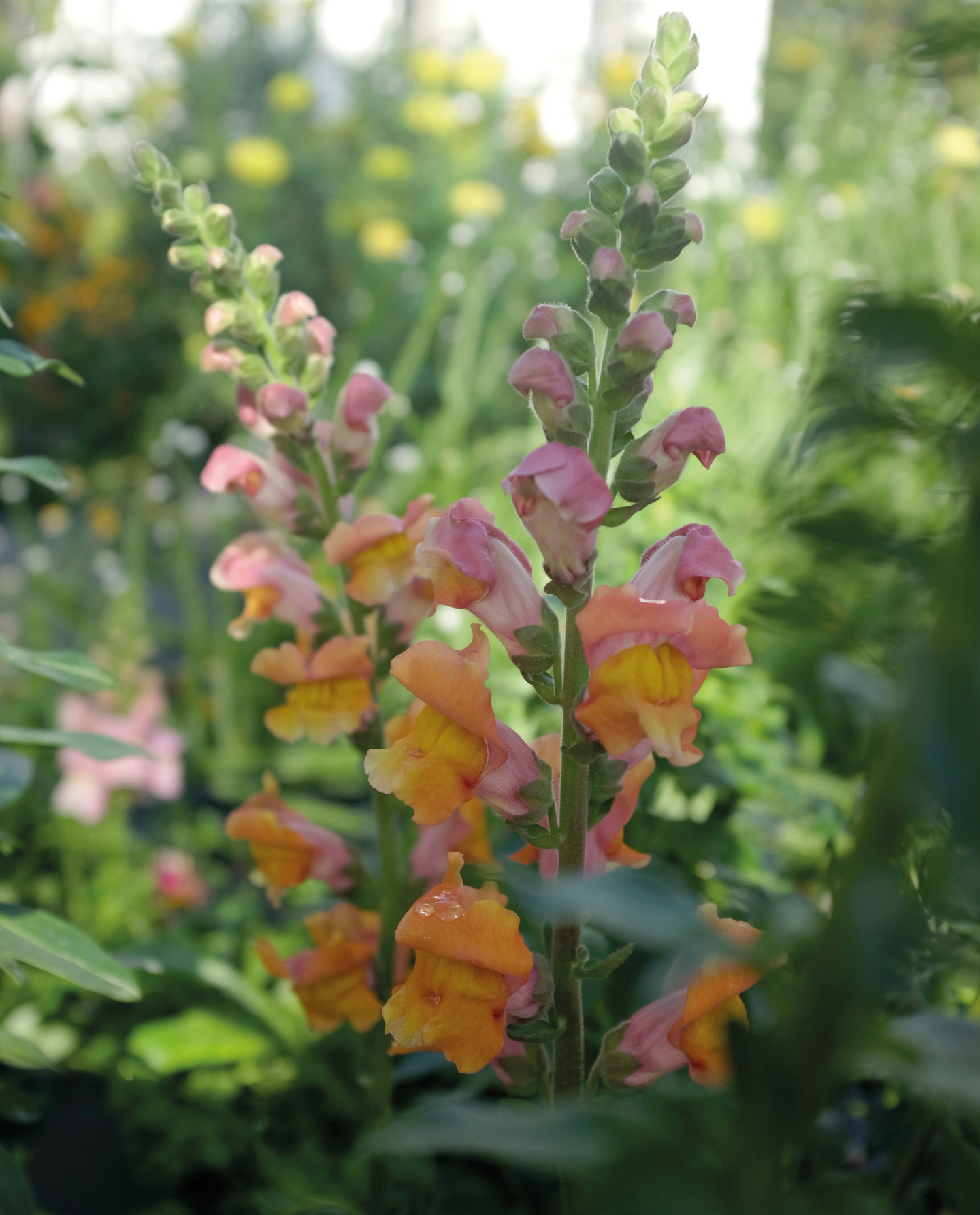 Leijonankita siemen Nelson Garden Opus early bronze F1