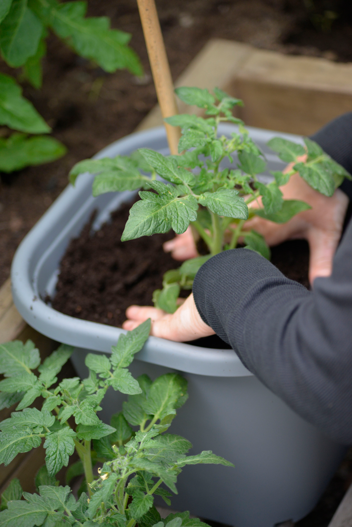 Tomaattiruukku vesisäiliöllä 8l