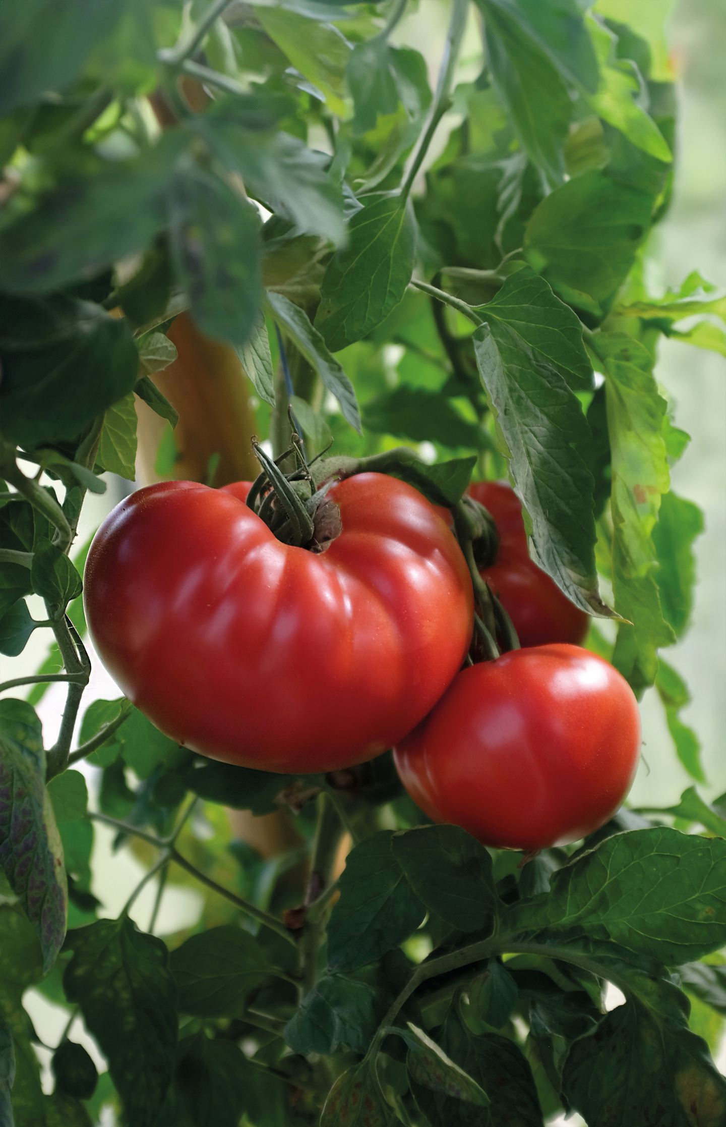 Tomaatti siemen Nelson Garden Gigantomo F1