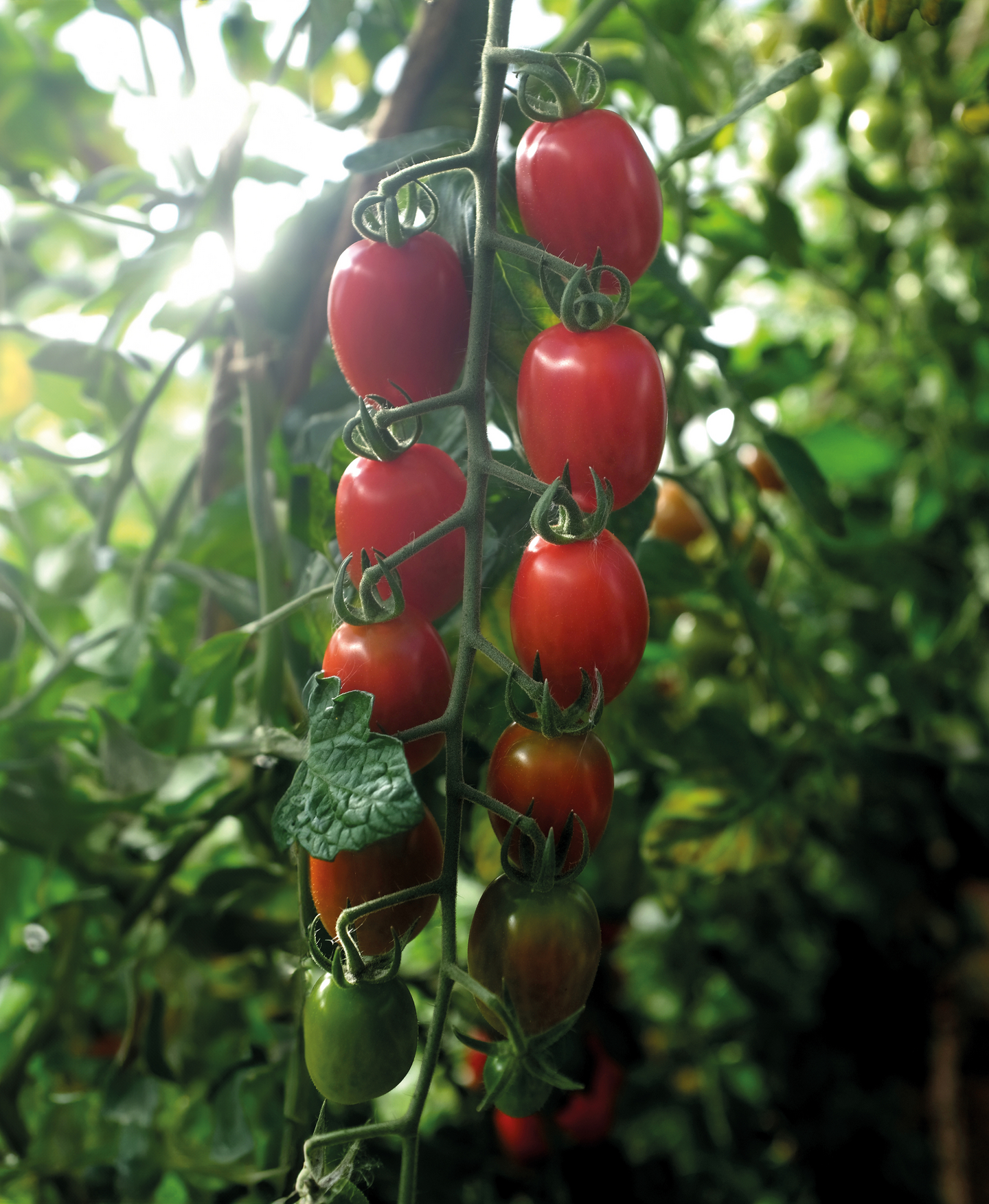 Tomaatti siemen Nelson Garden Monterrey F1 luomu