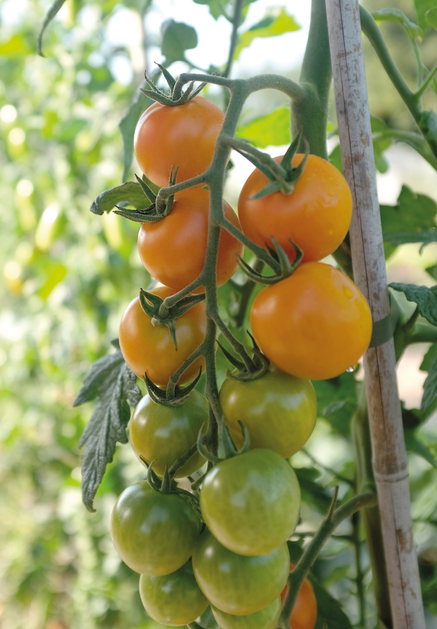 Tomaatti siemen Nelson Garden Merrygold F1