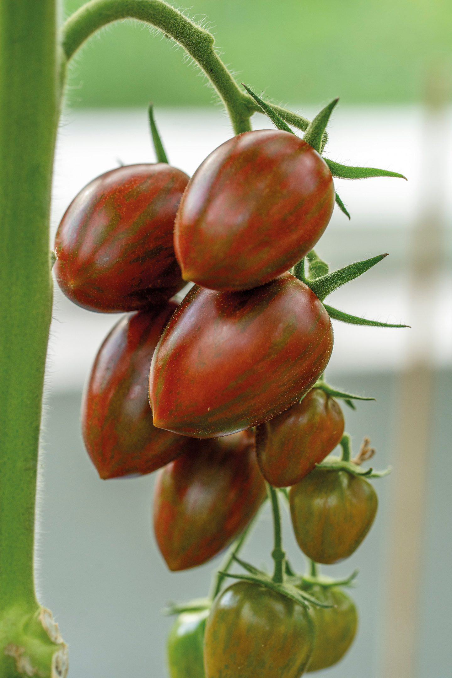 Tomaatti siemen Nelson Garden Shimmer F1