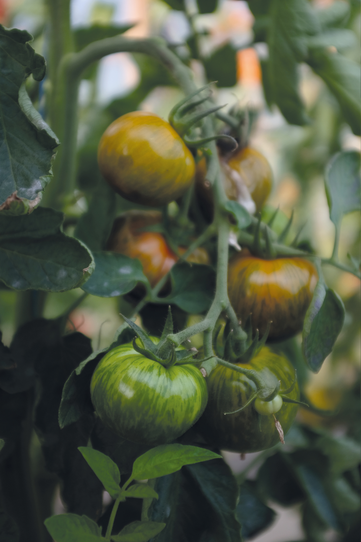 Tomaatti siemen Nelson Garden Green zebra