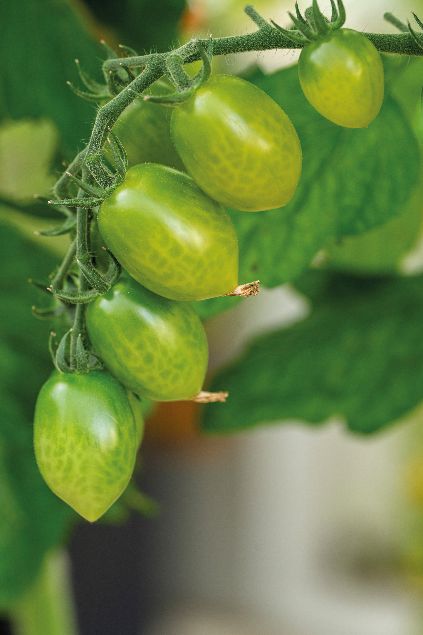 Tomaatti siemen Nelson Garden Green envy