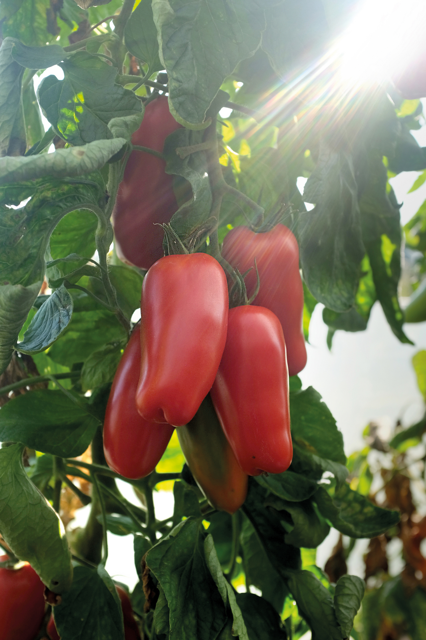 Tomaatti siemen Nelson Garden Agro F1 luomu