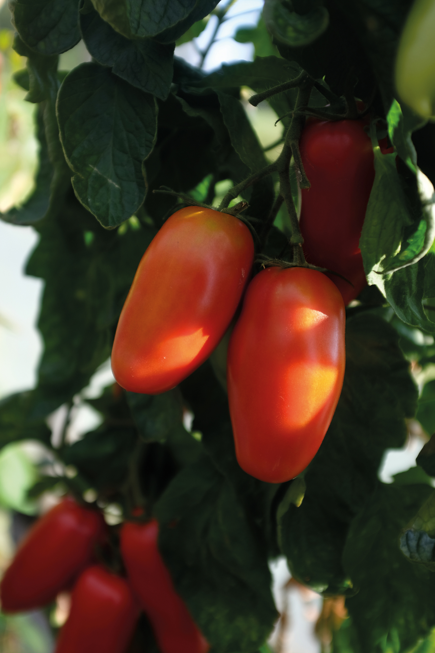 Tomaatti siemen Nelson Garden Agro F1 luomu