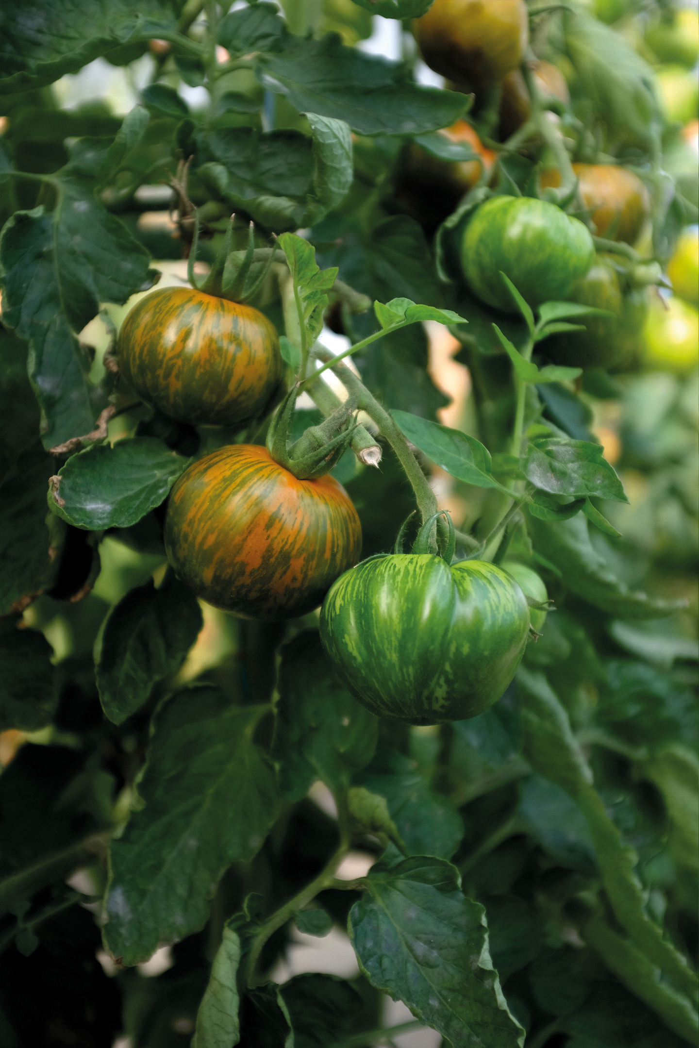 Tomaatti siemen Nelson Garden Green zebra