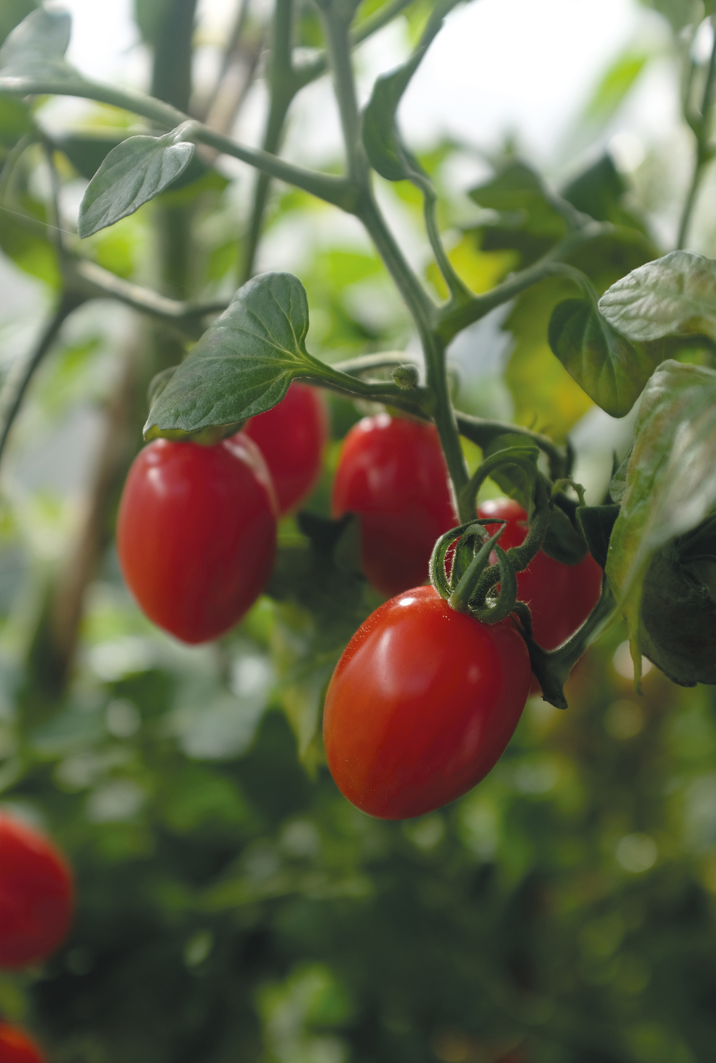 Tomaatti siemen Nelson Garden Monterrey F1 luomu