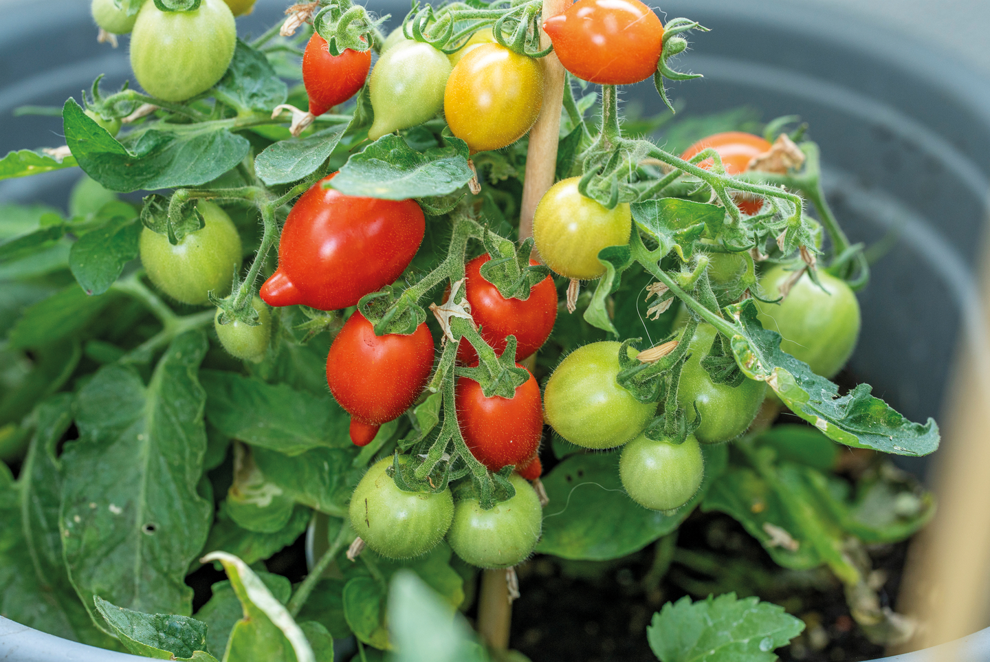 Pensastomaatti siemen Nelson Garden Funnyplums red F1