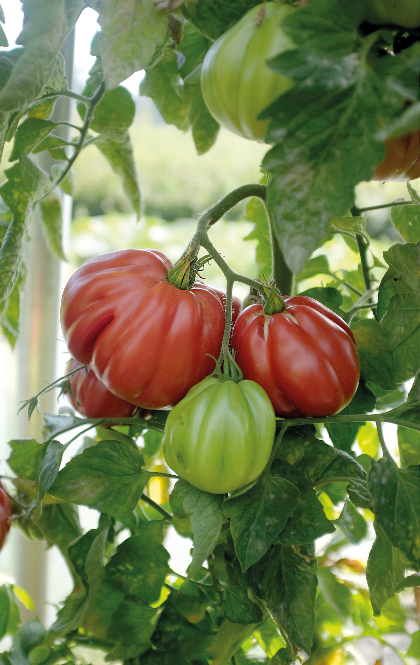 Tomaatti siemen Nelson Garden Liguria