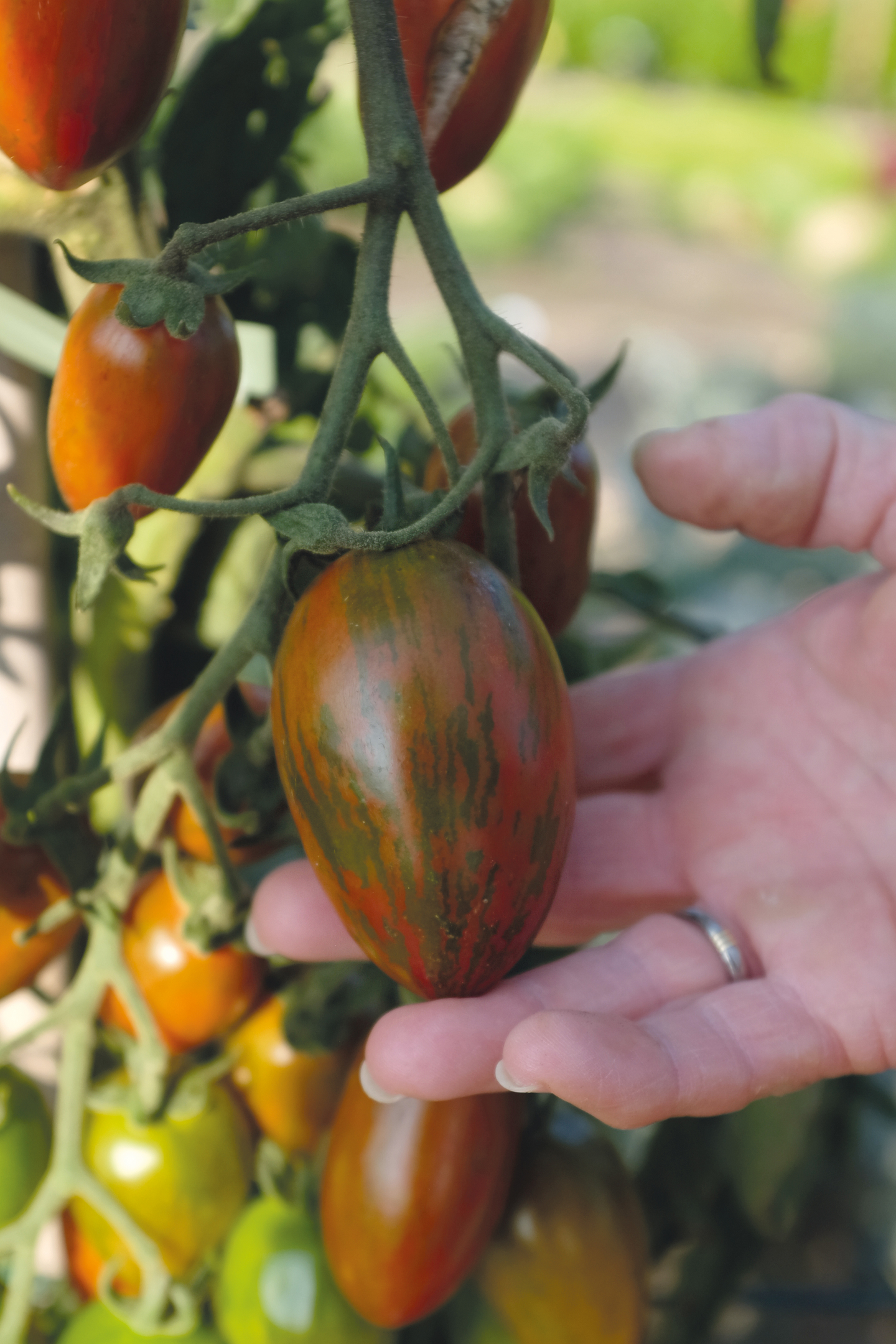 Tomaatti siemen Nelson Garden Shimmer F1