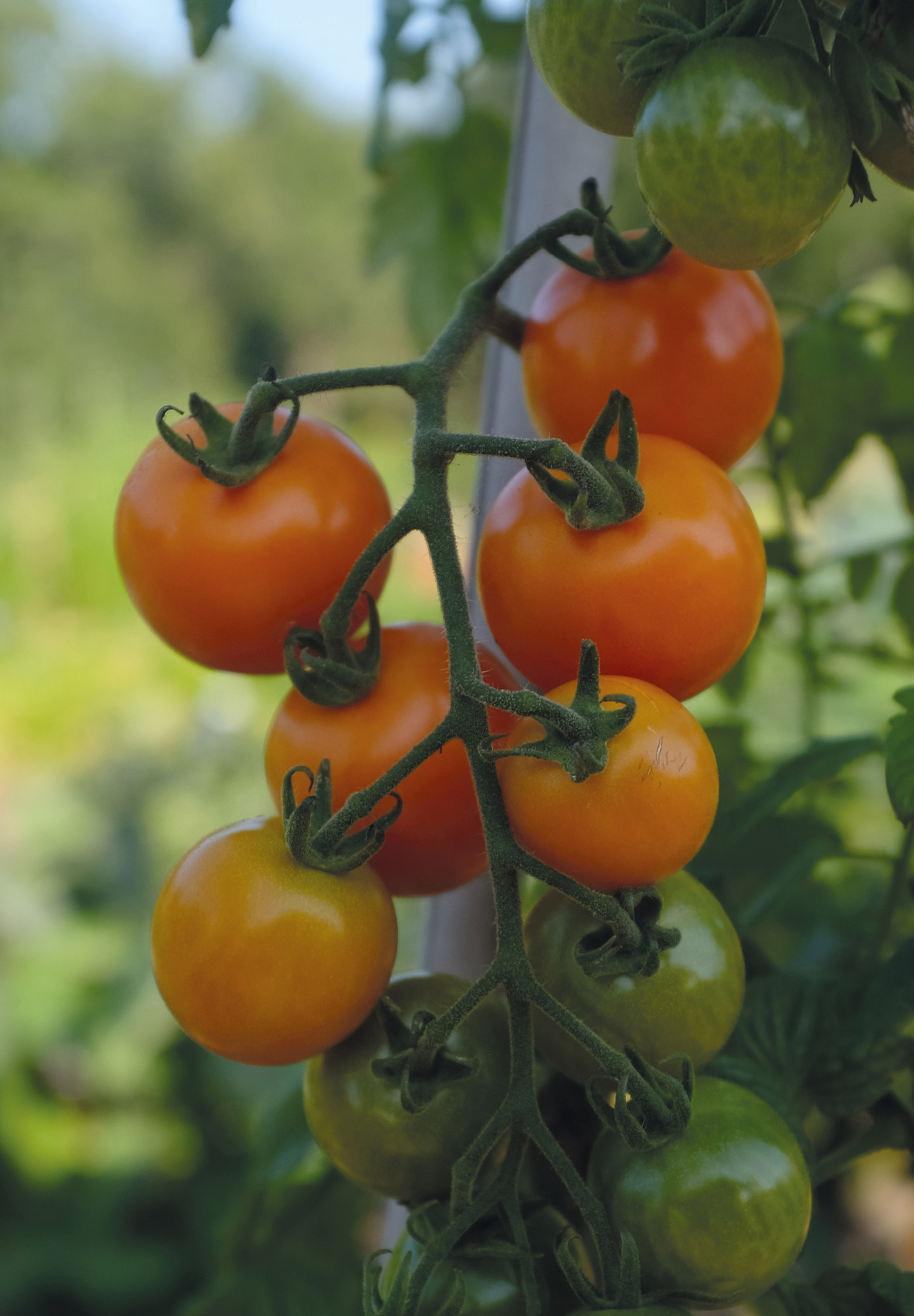 Tomaatti siemen Nelson Garden Merrygold F1