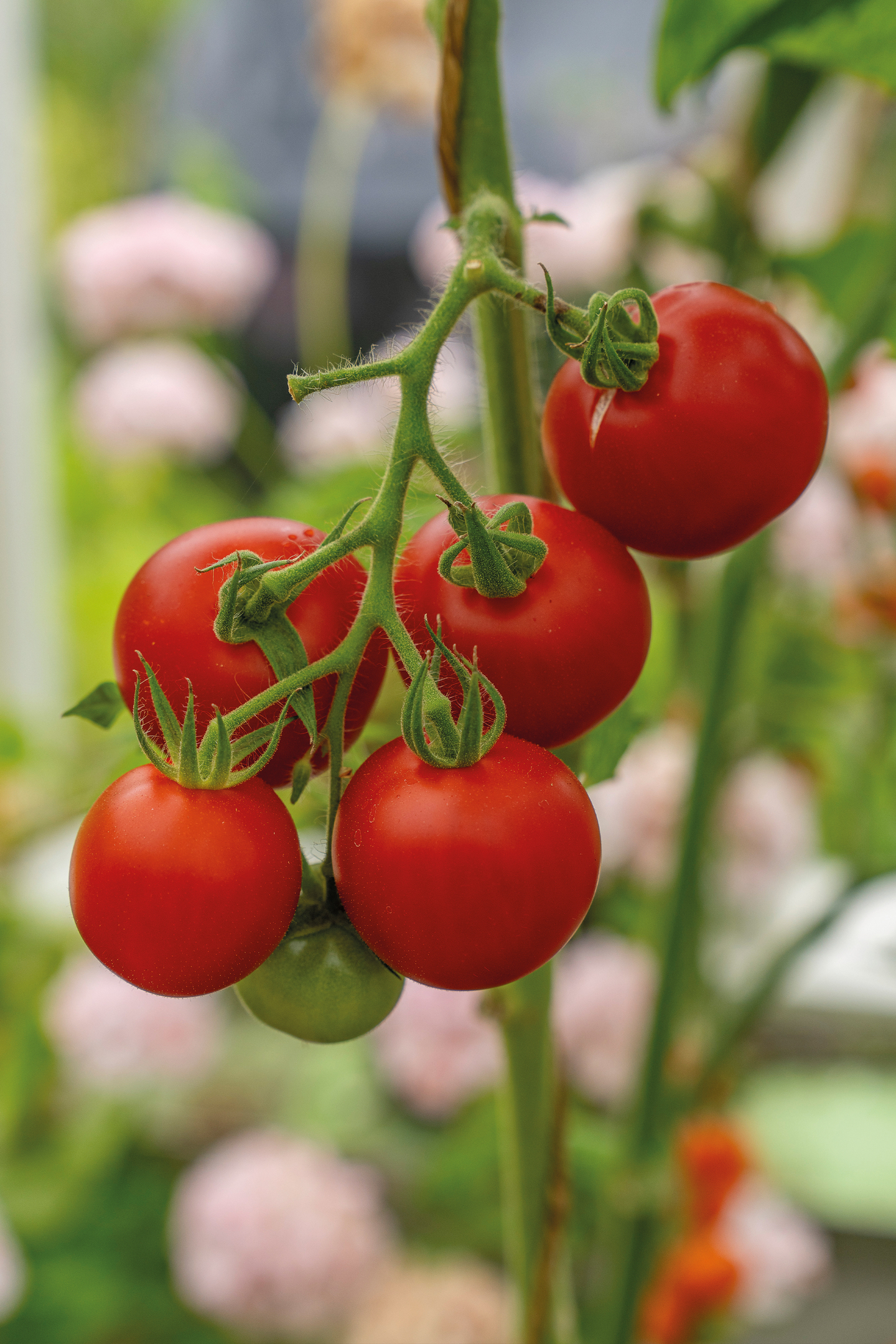 Tomaatti siemen Nelson Garden Cocktail crush F1