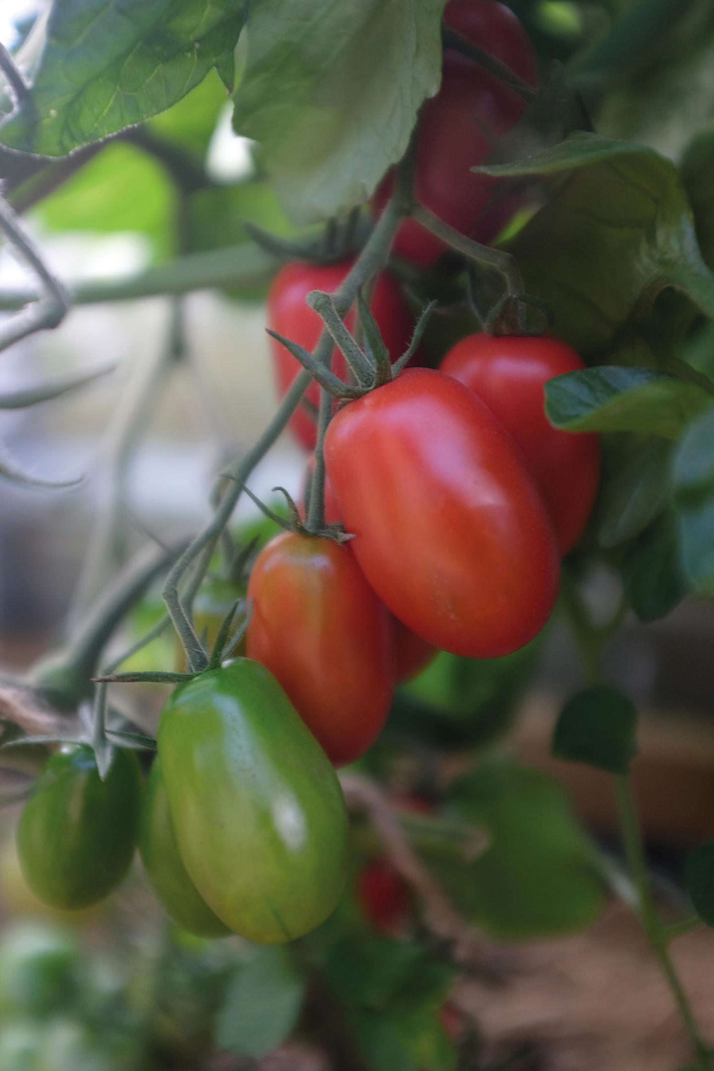 Tomaatti siemen Nelson Garden Ravello F1