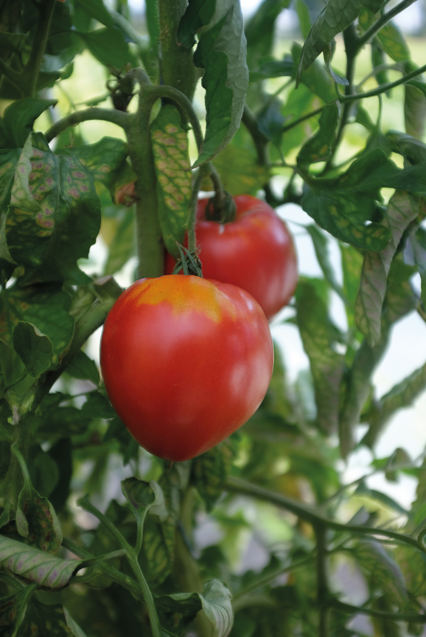 Tomaatti siemen Nelson Garden Coeur de boeuf
